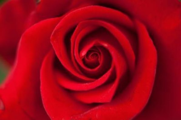 Un rosa al detalle. EFE/José Jácome