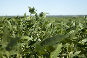 Una plantación de soja en Paraguay. Foto: Santi Carneri