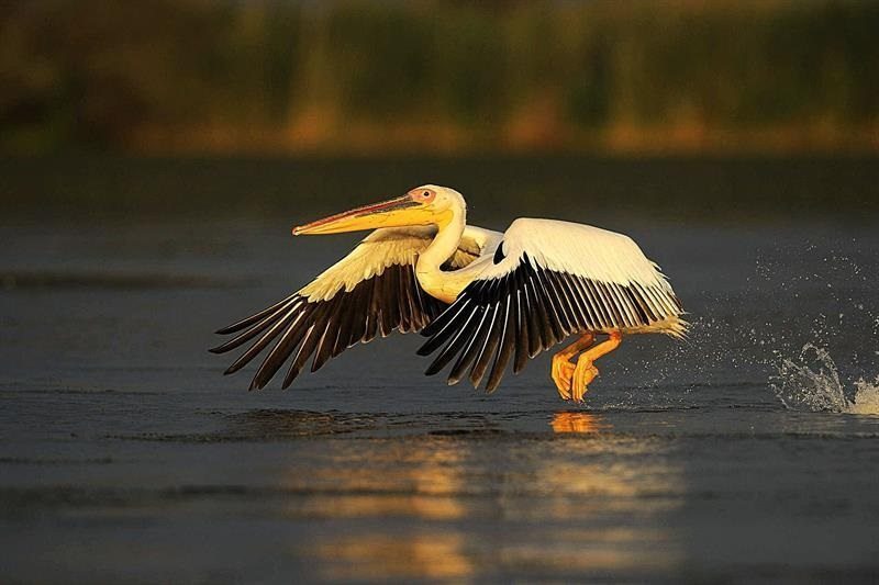 Delta del Danubio. Foto. Staffan Widstrand.