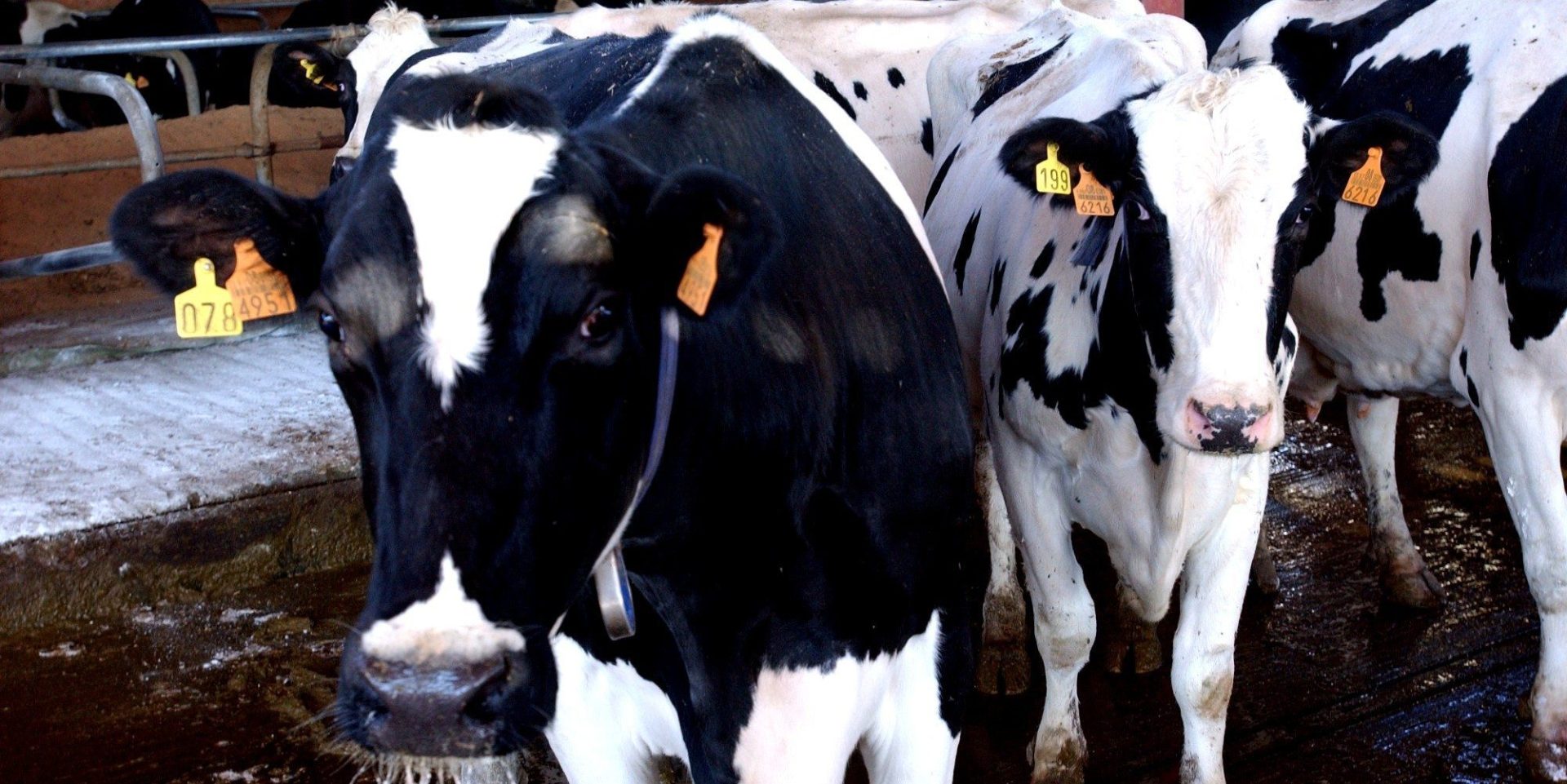 Imagen de archivo de vacas lecheras. FOTO: Magrama