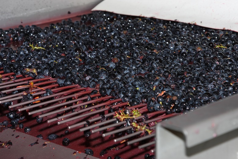 Proceso de selección de uva en Bodegas Baigorri. Foto: Efetur/Cedida por Ruta Vino Rioja Alavesa.