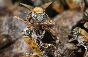 Registro de abejas sin aguijón en su colmena, en San José (Costa Rica). FotoFotografía de un cultivo durante una investigación sobre abejas sin aguijón en San José (Costa Rica): Foto:EFE/Jeffrey Arguedas.