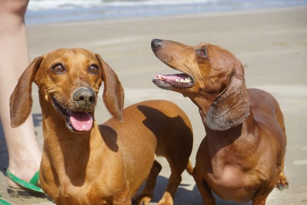 Imagen de dos perros en la playa. Foto: Pexels
