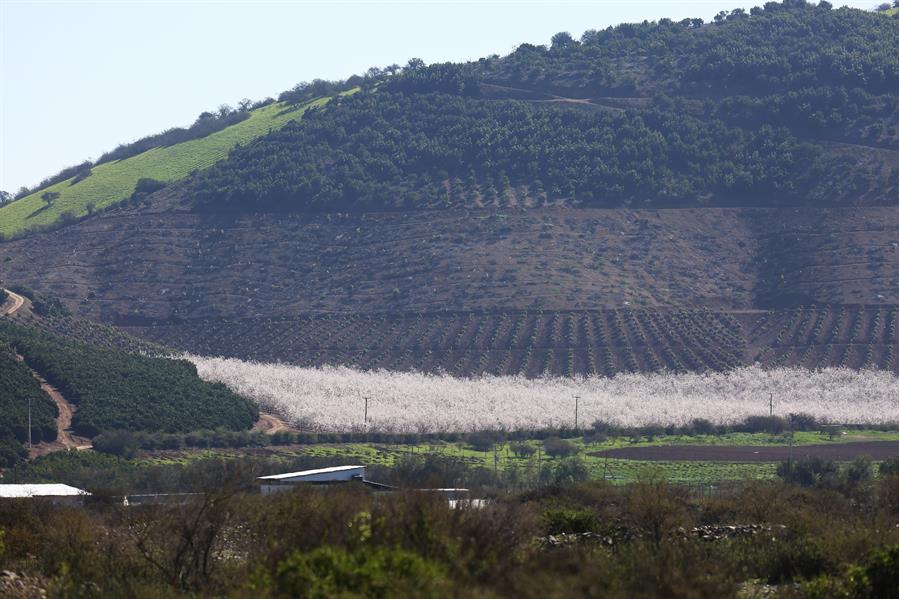 Cerros intervenidos con plantaciones de aguacate en la provincia de Petorca (Chile). Efeagro/José Caviedes