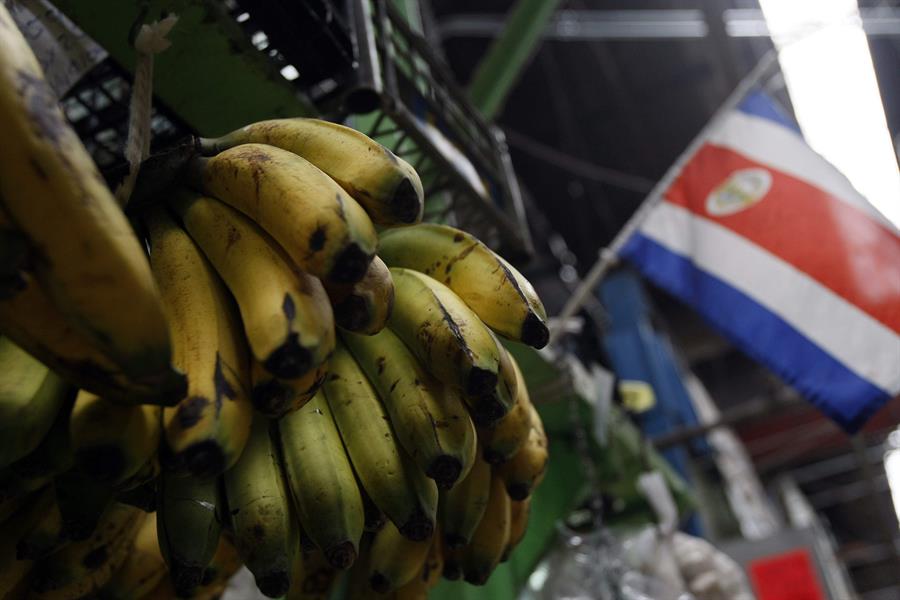 Un racimo de bananos en el mercado central de San José (Costa Rica). Efeagro/Jeffrey Arguedas