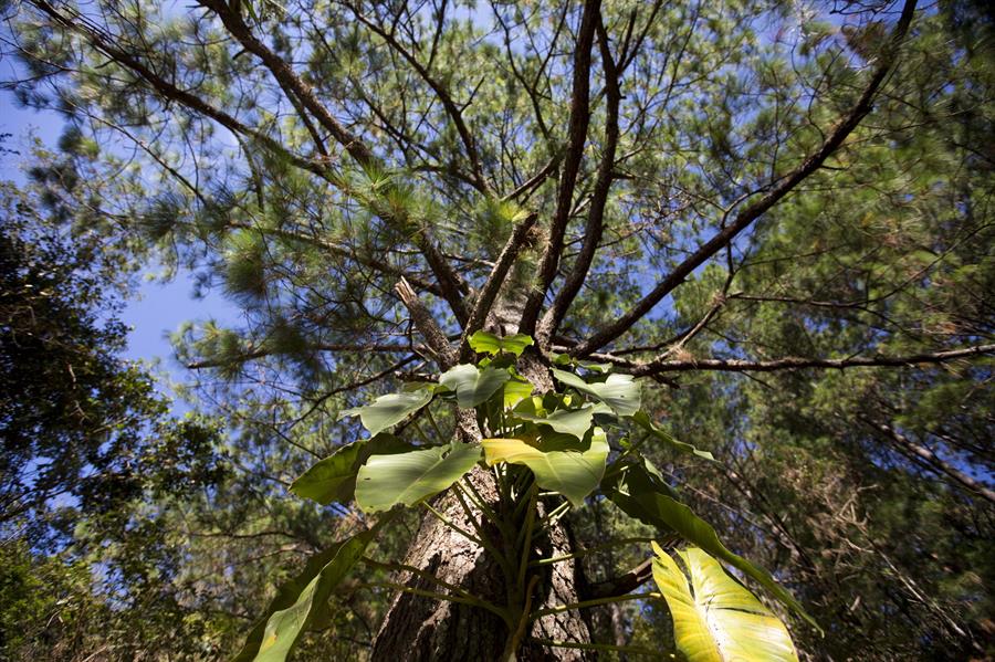 Un árbol en el Parque Nacional Celaque, en Gracias (Honduras). Efeagro/Gustavo Amador