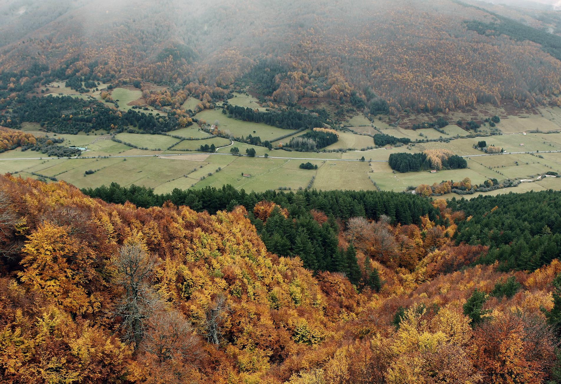 Imagen de archivo de bosques en Navarra. EFE/Jesús Diges