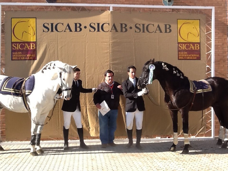 Caballos en la feria Sicab de Sevilla. Foto: Feagas