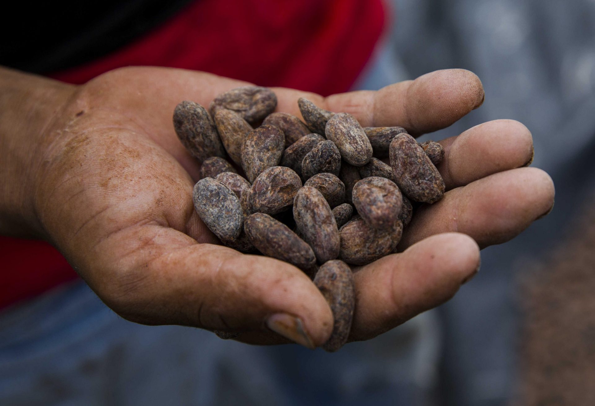 semillas secas de cacao
