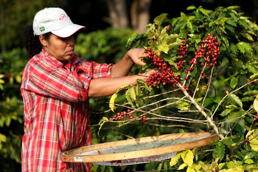 Una mujer recolecta granos de café en un cultivo de Sao Paulo (Brasil). Efeagro/Fernando Bizerra Jr.