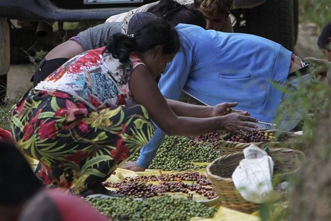 Recolectores de café. Foto: EFE.