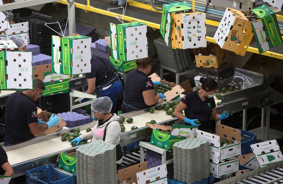 Personas trabajando en una empacadora de aguacate en la ciudad de Uruapan, en el estado de Michoacán (México). Efeagro/Luis Enrique Granados