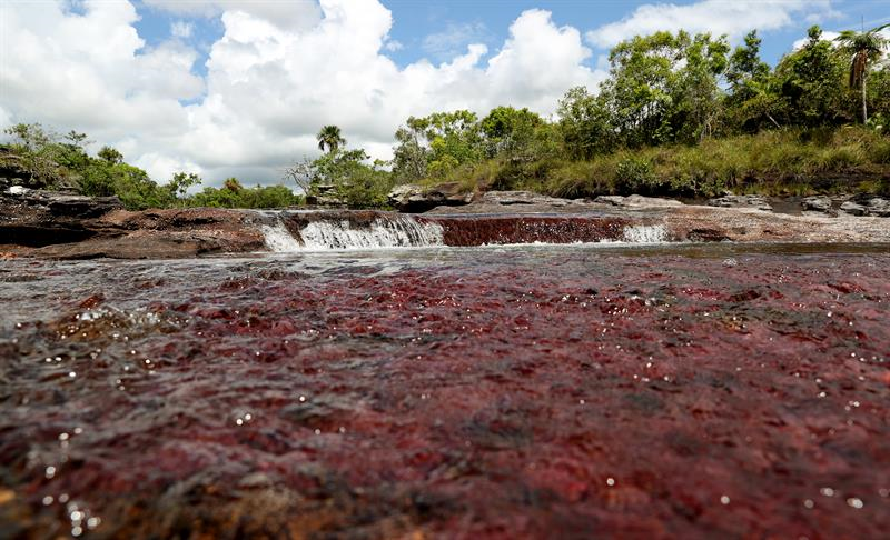 Caño Cristales, en La Macarena (Colombia). Foto: EFE/LEONARDO MUÑOZ