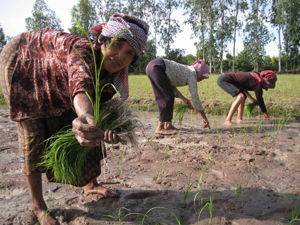 Productores familiares en Camboya. Foto: AFA / Cedida por el Foro Rural Mundial.
