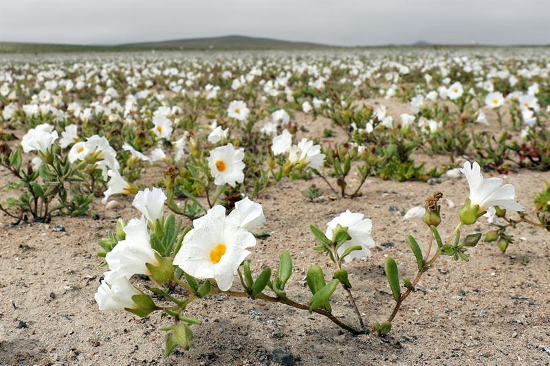 Vista de flores en el desierto de Atacama (Chile). Foto: EFE/Mario Ruiz