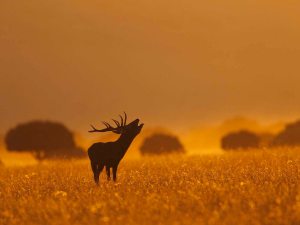 Un ciervo berreando en el parqque natural de Cabañeros. EFEAGRO/Cedida por VisitaCabañeros.