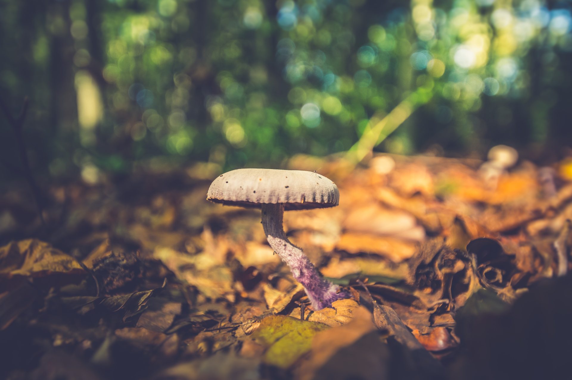 Imagen de una seta en el bosque. Foto: Pexels