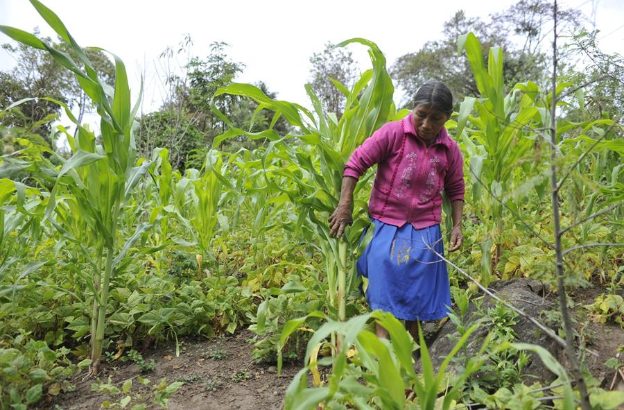 Una agricultora indígena trabaja en un campo de maíz en Chiapas (México). Efeagro/Mario Guzmán