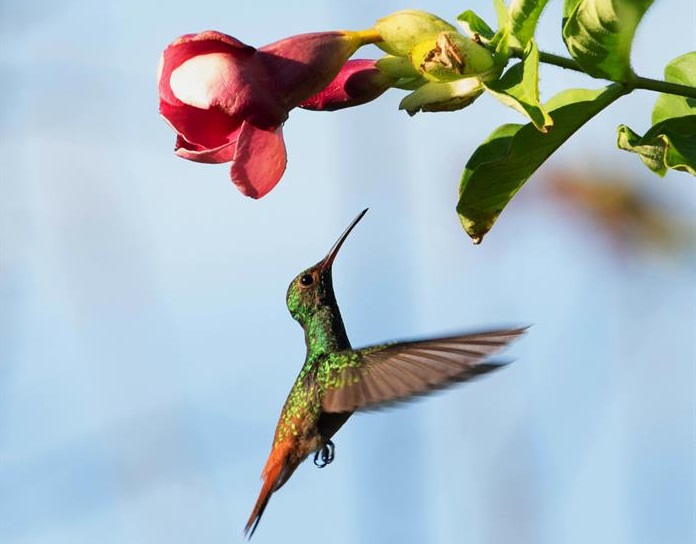 Un colibrí en la costa del Golfo de Chiriquí (Panamá). Foto: EFE/Alfredo Aycard