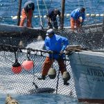 Varios pescadores de la localidad de Barbate (Cádiz), en su día a día. EFE/ Archivo.Jorge Zapata.