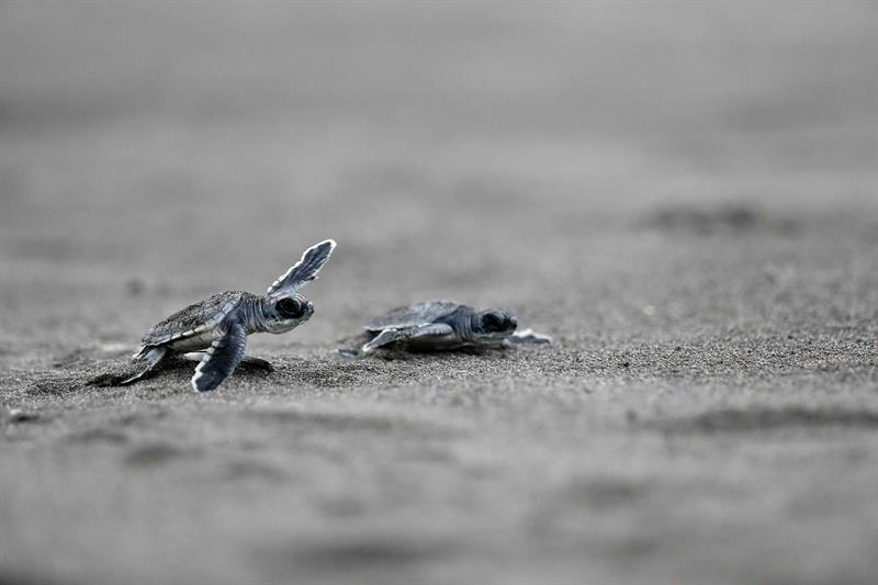 Tortugas verdes recién nacidas en el Parque Nacional Tortuguero, en Costa Rica. Foto: EFE/Jeffrey Arguedas