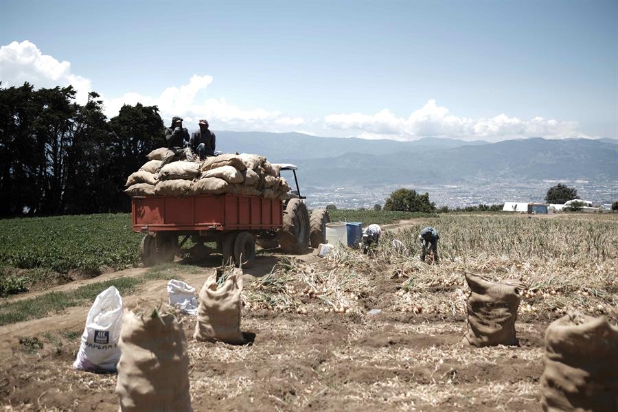 Agricultores transportan costales de cebolla en Costa Rica. Efeagro/Jeffrey Arguedas