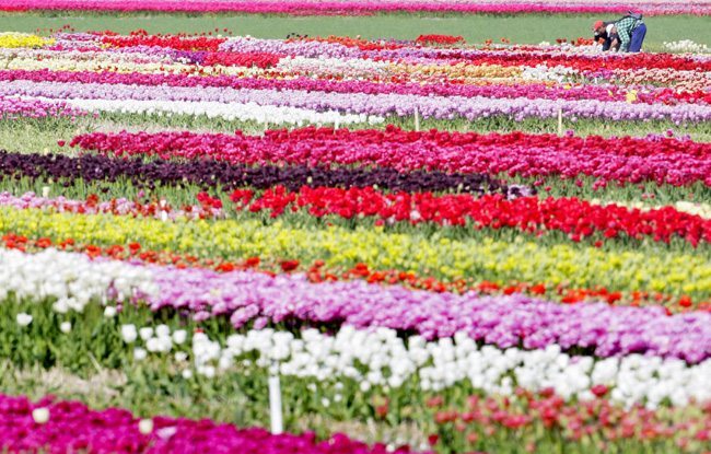 Campo de Tulipanes en Alkmaar, Holando. Foto: EFE