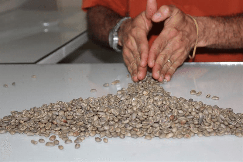 Semillas de café geisha que luego secan con pulpa de mango. Foto: EFE / MARCELINO ROSARIO