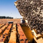 Un apicultor muestra sus colmenas ubicadas en Castromonte (Valladolid). Efeagro/Adrián Arias