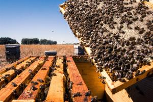 Un apicultor muestra sus colmenas ubicadas en Castromonte (Valladolid). Efeagro/Adrián Arias