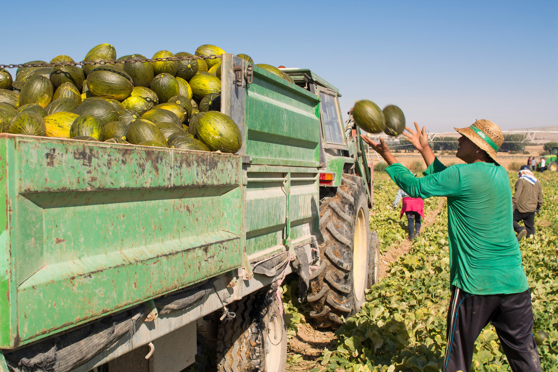 Agricultores recogen melones en Villaconejos (Madrid). Efeagro/UPA