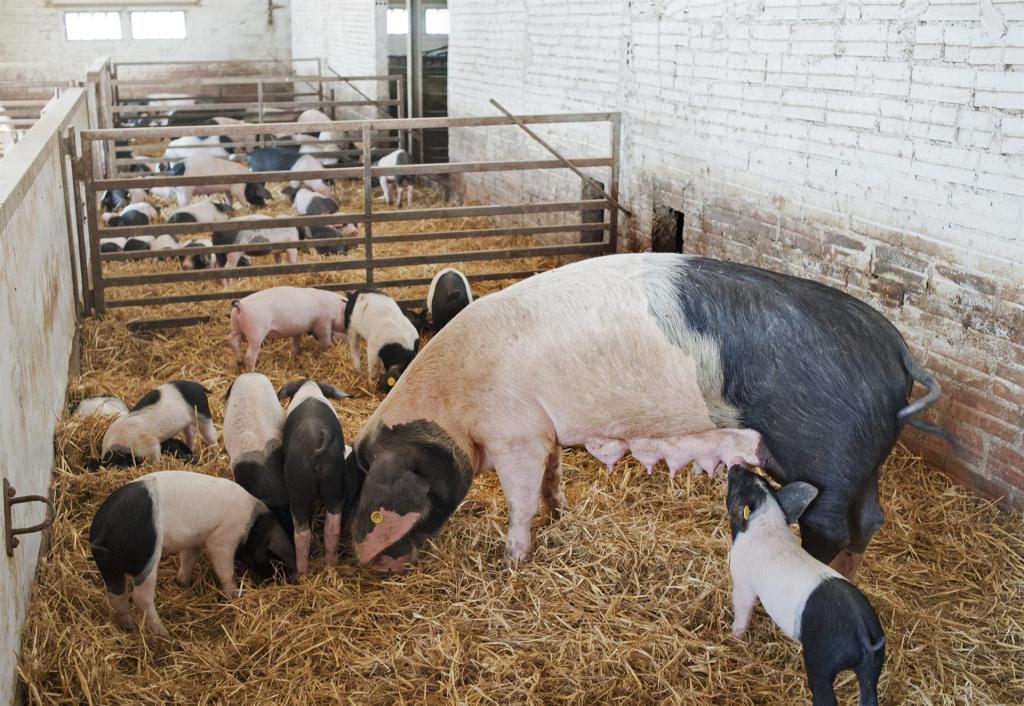 Cerdos en una granja de Girona. Efeagro/Robin Townsend