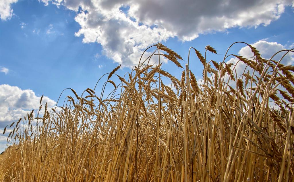 Campo de cereal en Ucrania. Efeagro/EPA/Sergey Kozlov