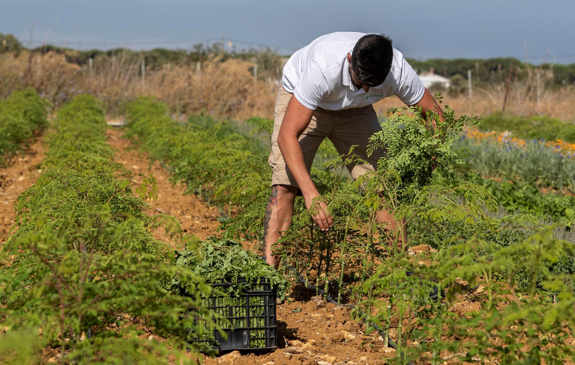 Un joven agricultor en Conil de la Frontera (Cádiz). Efeagro/Román Ríos