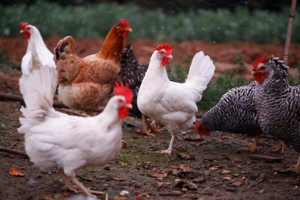 Gallinas en una granja de Andalucía. Efeagro/Salas