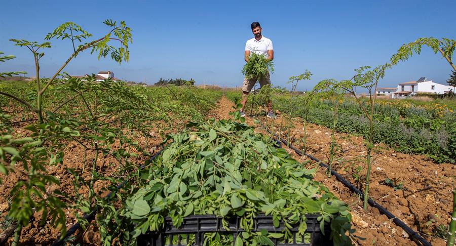 Un joven agricultor en su finca de Conil de la Frontera (Cádiz). Efeagro/Román Ríos