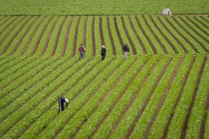 Varios trabajadores del campo retiran malas hierbas en una plantación en regadío de lechugas. Efeagro Archivo/Marcial Guillén