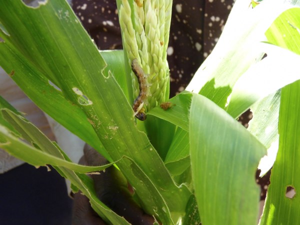 Vista de una planta de maíz infestada por gusanos. Efeagro Archivo/ Belén Delgado