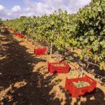 Viñedos en Binisalem (Mallorca). Efeagro/Cati Cladera