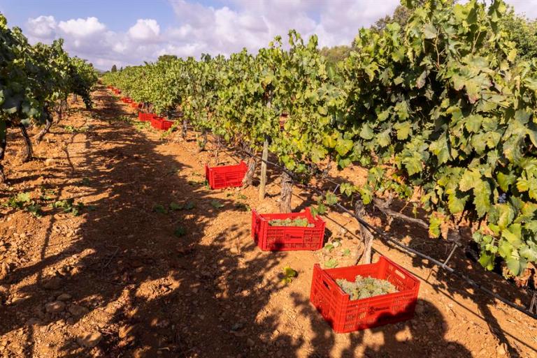 Viñedos en Binisalem (Mallorca). Efeagro/Cati Cladera