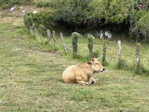 Una vaca descansando en Asturias. Efeagro/Nerea Díaz