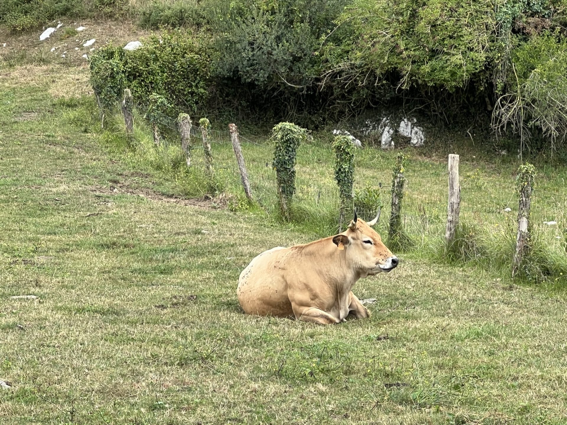 Una vaca descansando en Asturias. Efeagro/Nerea Díaz