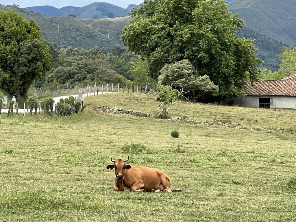 Ganadería de vacuno descansando en las laderas asturianas. Efeagro/Nerea Díaz