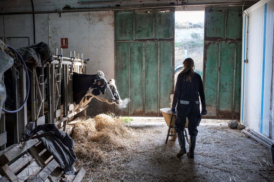 Una explotación ganadera en Menorca. Efeagro/David Arquimbau Sintes