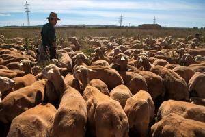 Un ganadero del pueblo de Alfamén (Zaragoza). Efeagro/Toni Galán