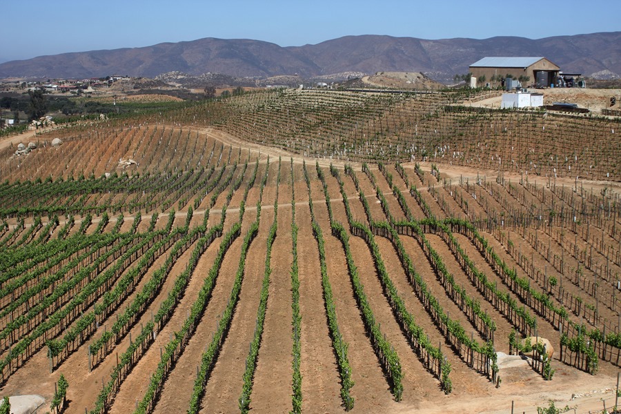 Vista general de un viñedo en Valle de Guadalupe, en el estado de Baja California (México). EFE/Alejandro Zepeda