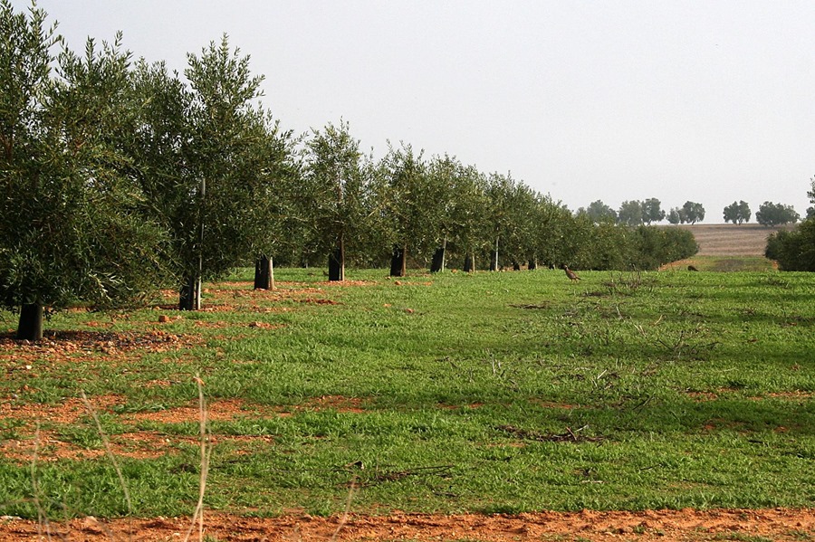 Un olivar de Sevilla rodeado de cubierta vegetal. Efeagro