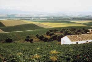 Campos de regadío en Andalucía. Efeagro/fs