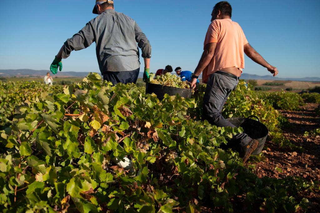Vendimiadores recolectan la uva en una finca de Castilla-La Mancha. Efeagro/Archivo/Jesús Monroy