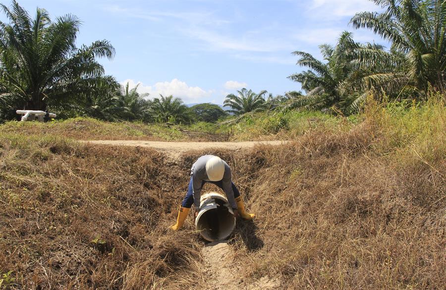 Supervisión de un sistema de riego en un cultivo de palma de aceite en Colombia. Efeagro/Ricardo Maldonado Rozo